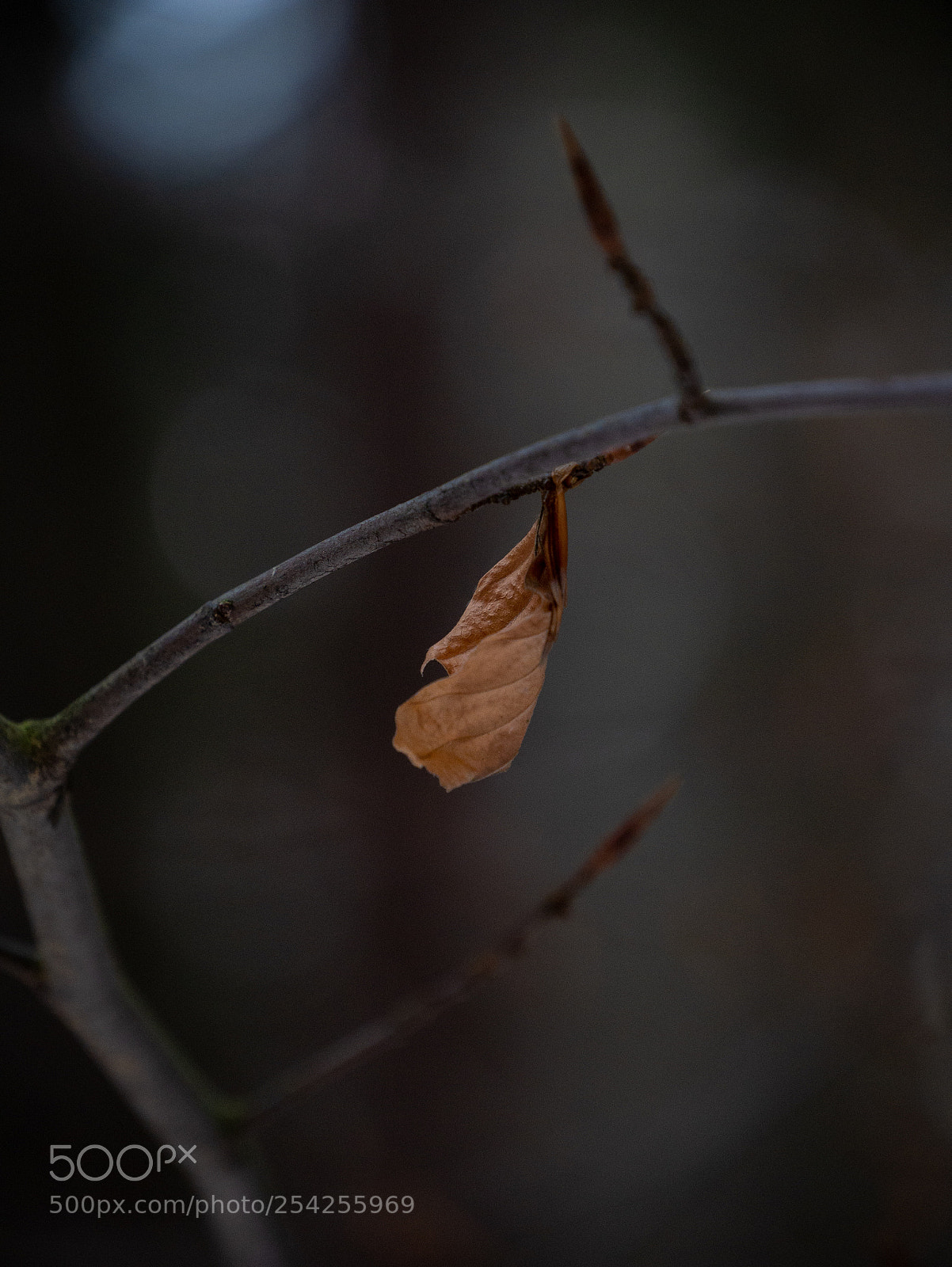 Panasonic Lumix DMC-G85 (Lumix DMC-G80) sample photo. 2.jpg photography