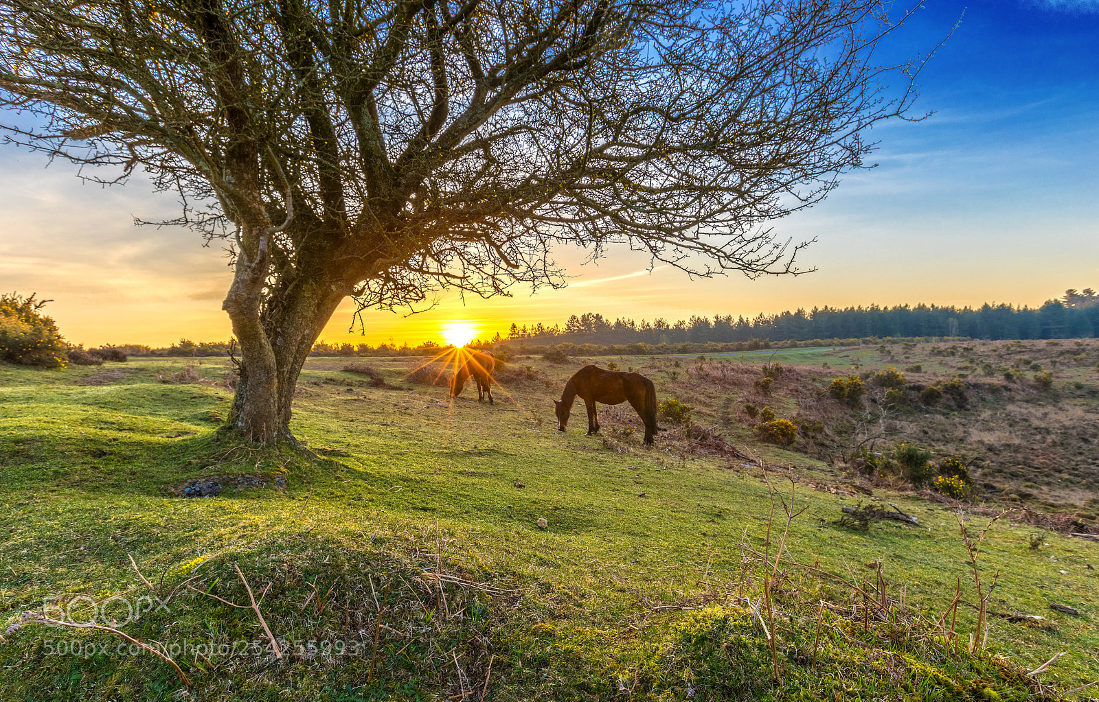 Canon EOS 5D Mark IV sample photo. Grazing photography