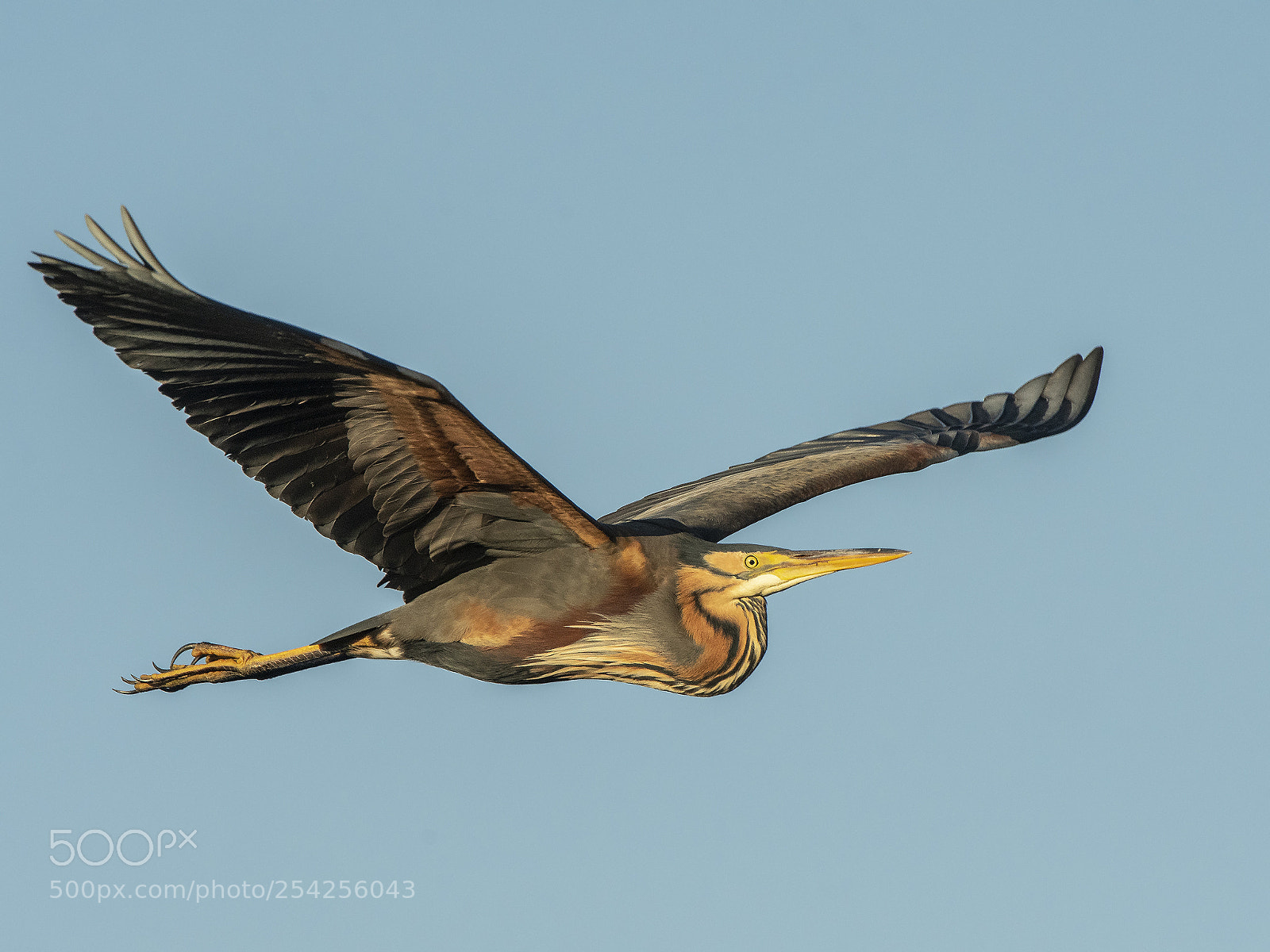 Nikon D500 sample photo. Purple heron in flight photography