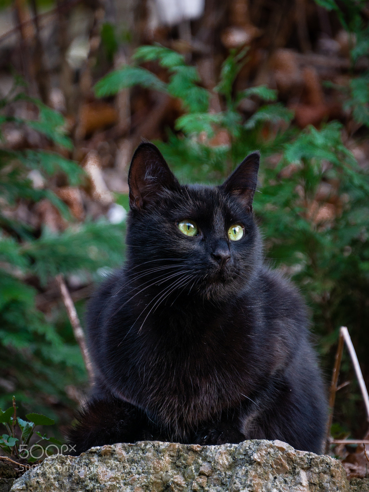 Panasonic Lumix DMC-G85 (Lumix DMC-G80) sample photo. Kocka photography