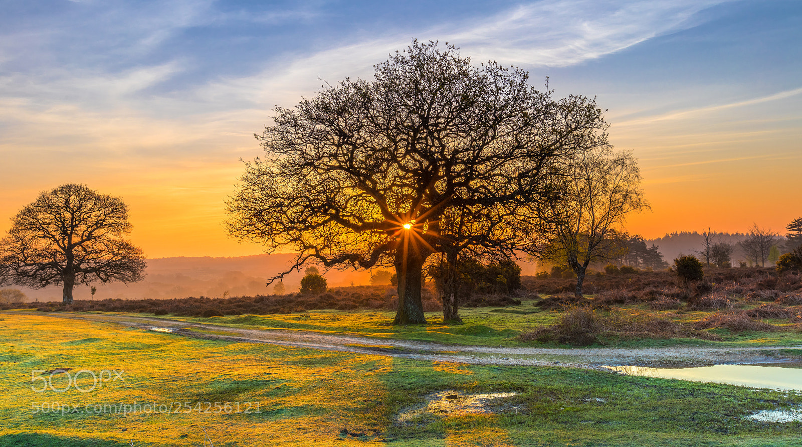 Canon EOS 5D Mark IV sample photo. Sunrise oak photography