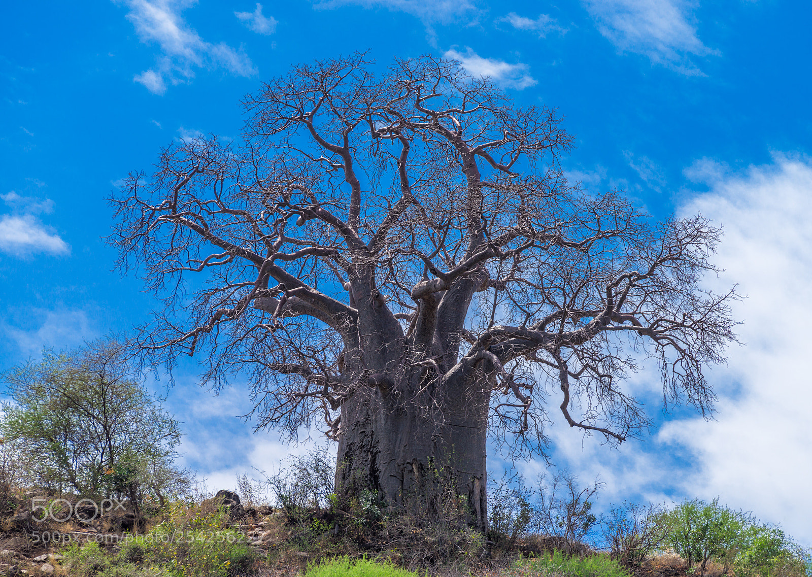 Sony a7R sample photo. Baobab photography