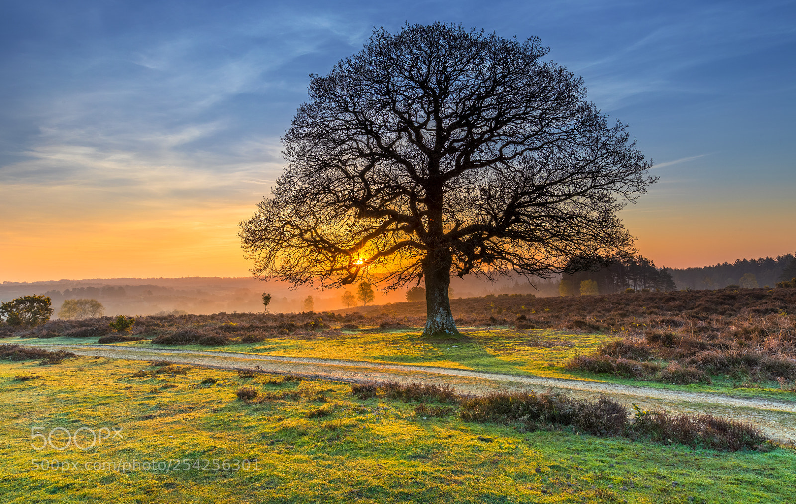 Canon EOS 5D Mark IV sample photo. Sunrise bough photography