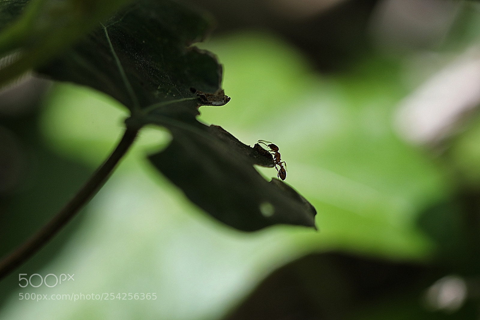 Canon EOS 5D Mark IV sample photo. Wanderer in the garden photography