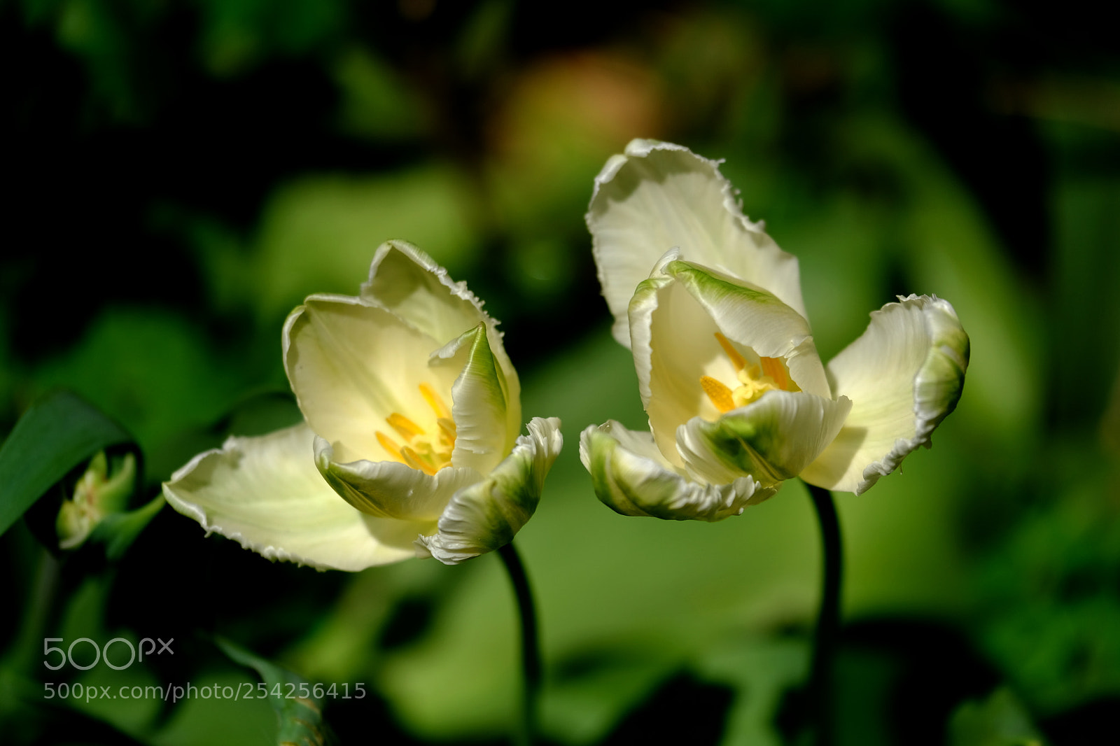 Fujifilm X-Pro2 sample photo. Two tulips. photography