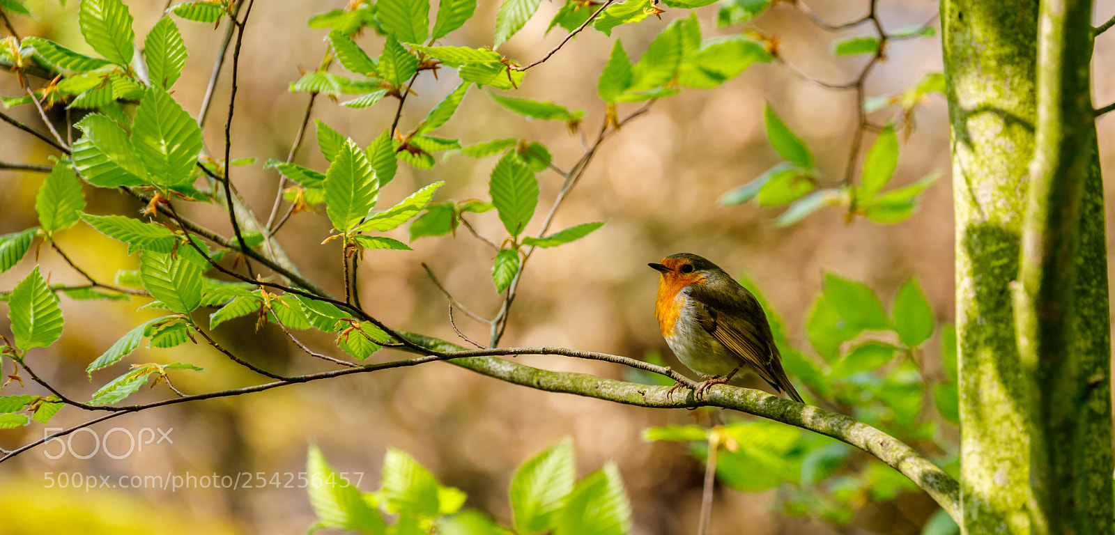 Canon EOS 5D Mark IV sample photo. Rotkehlchen photography
