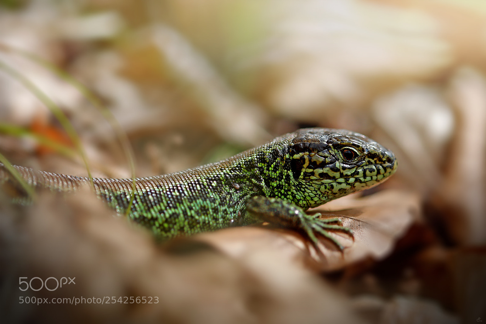 Canon EOS 5D Mark IV sample photo. Lizard... photography