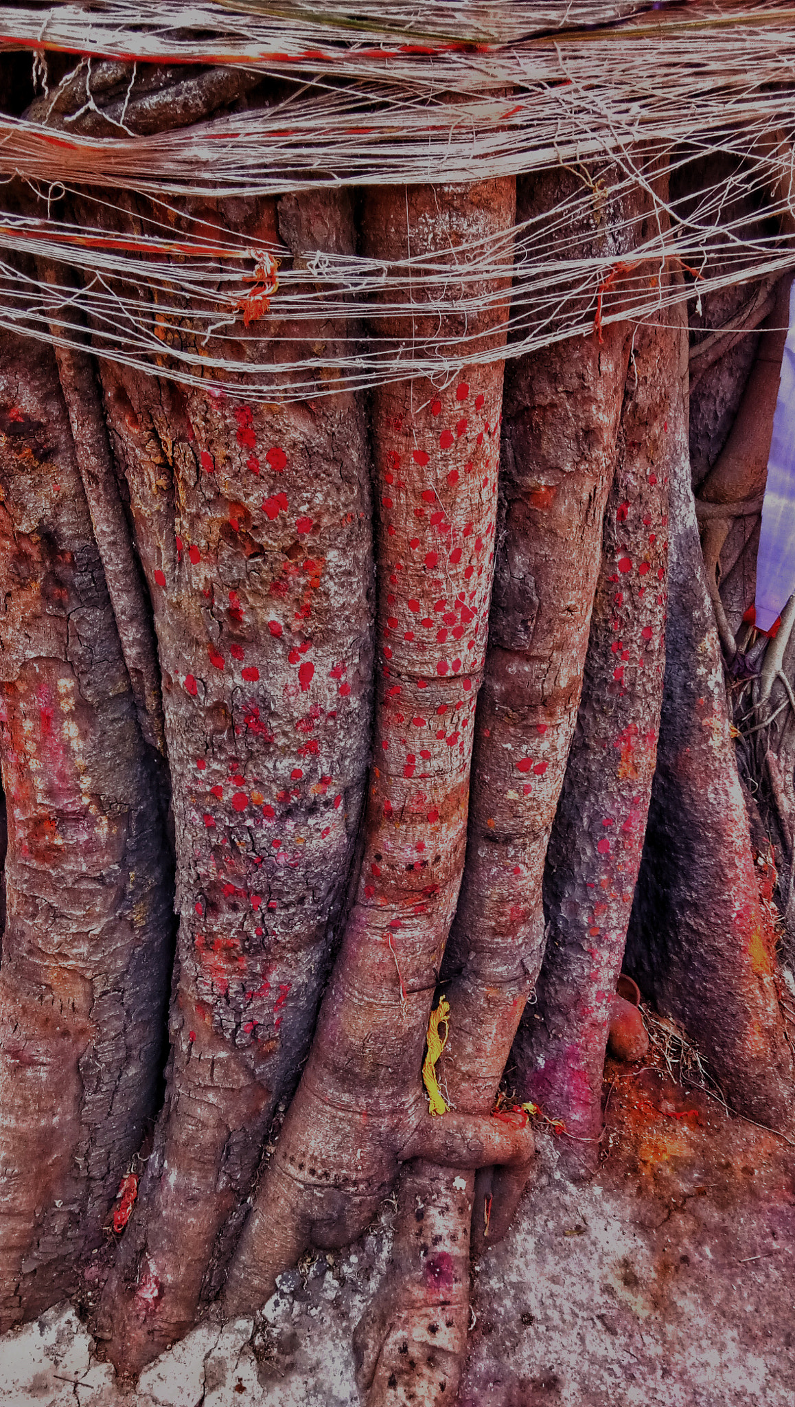 vivo 1601 sample photo. The banyan tree photography