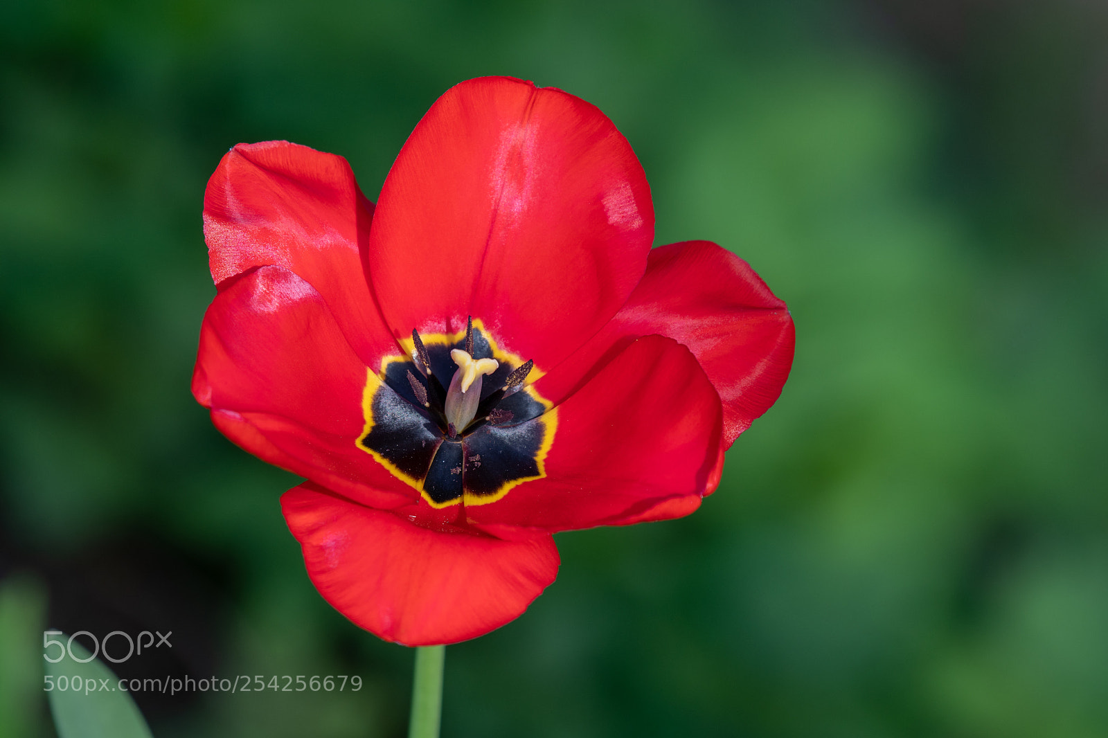 Nikon D500 sample photo. Tulp photography
