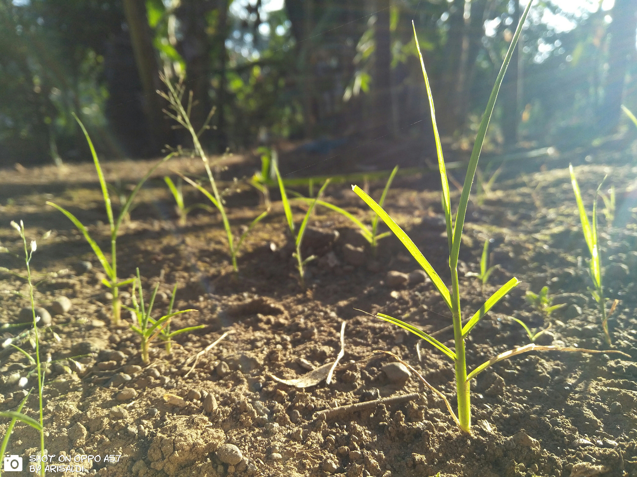 OPPO CPH1701 sample photo. Pioneer photography
