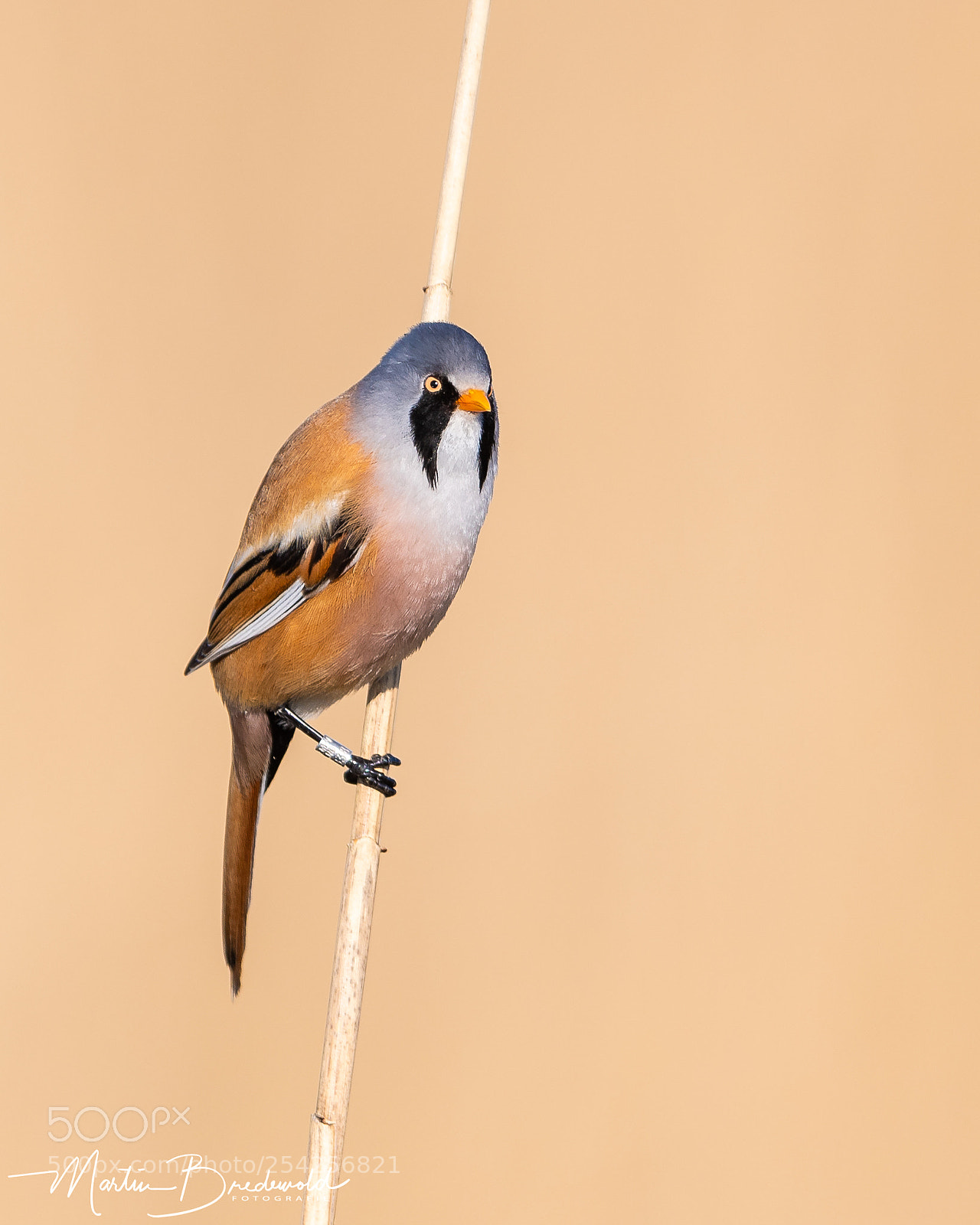 Nikon D500 sample photo. Bearded tit - baardman photography