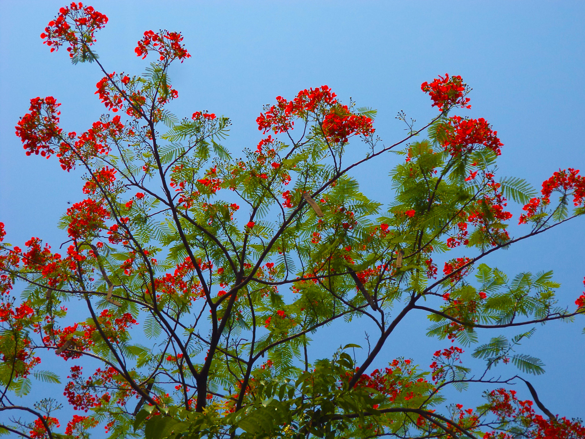 Sony DSC-W620 sample photo. Dwarf_poinciana photography