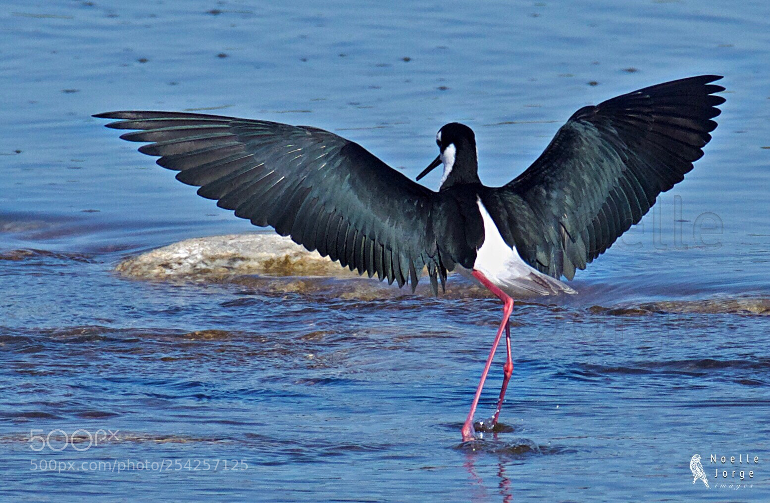 Nikon D500 sample photo. Winged beauty photography