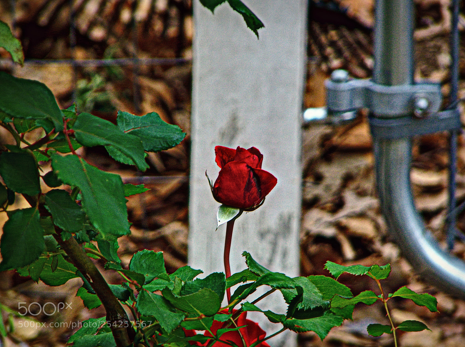 Panasonic DMC-FZ18 sample photo. Rico chet photography