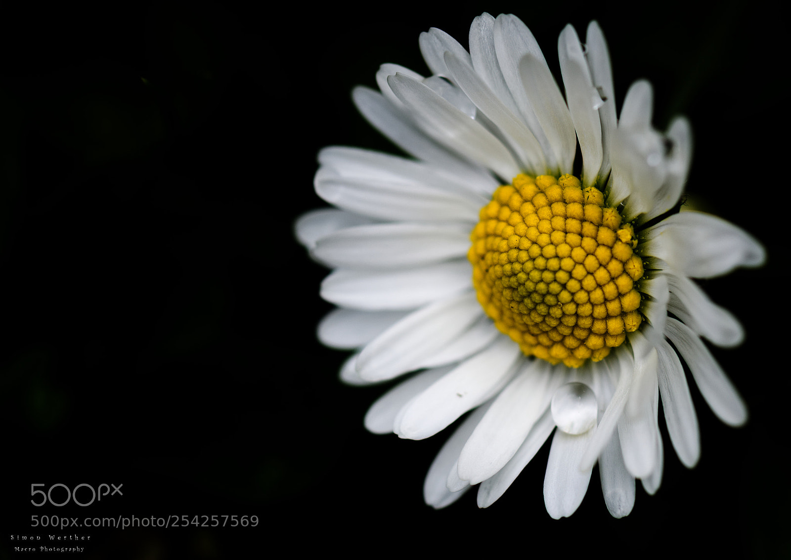 Nikon D5600 sample photo. Daisy photography