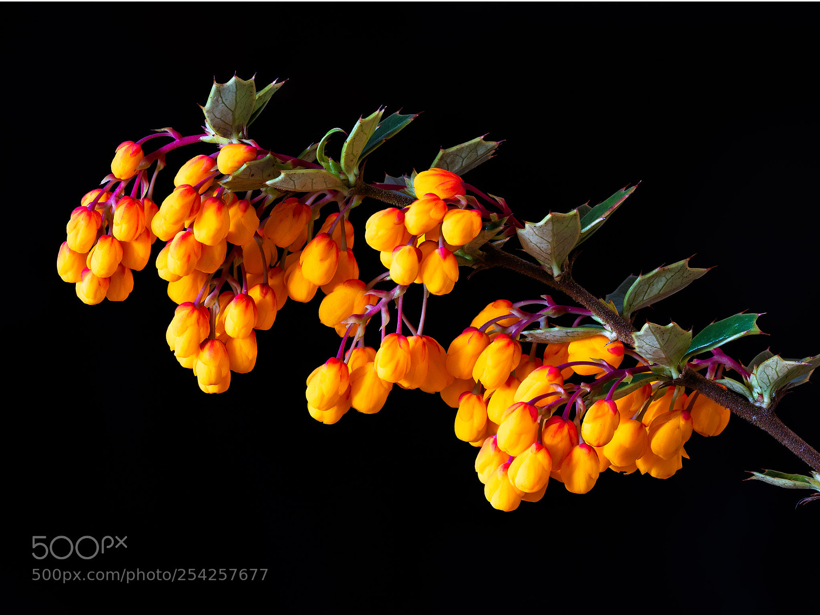 Canon EOS 7D Mark II sample photo. Berberis photography