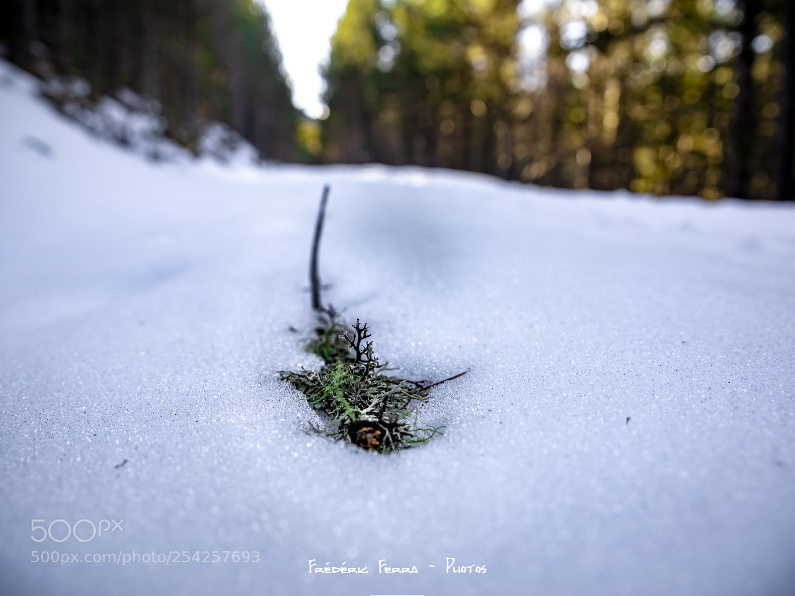 Canon EOS 5D Mark IV sample photo. Sleeping on the snow photography