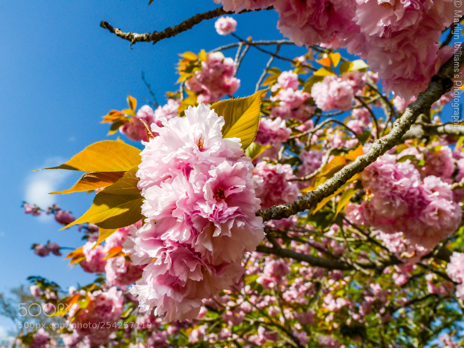 Nikon D5100 sample photo. Sakura wonder photography