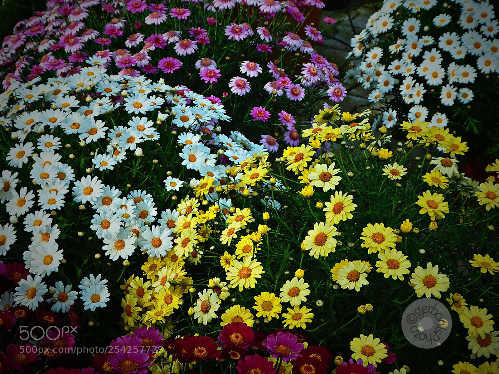 Panasonic Lumix DC-ZS70 (Lumix DC-TZ90) sample photo. A carpet of multicolored photography