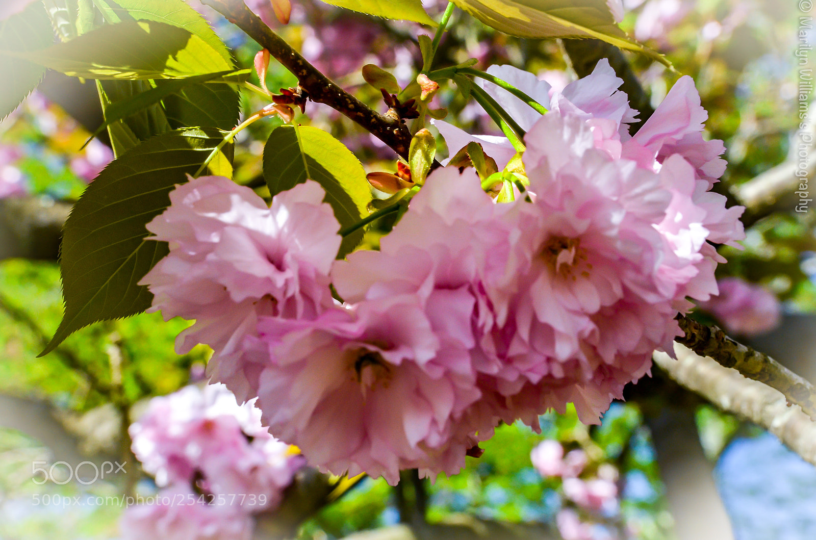 Nikon D5100 sample photo. Sakura close up iii photography