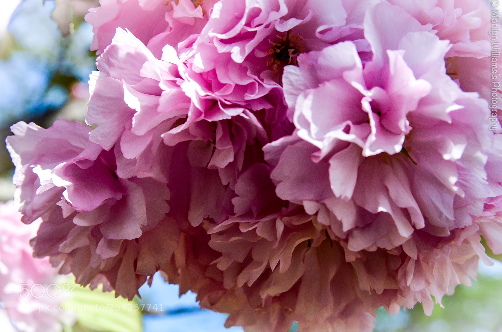Nikon D5100 sample photo. Sakura close up ii photography