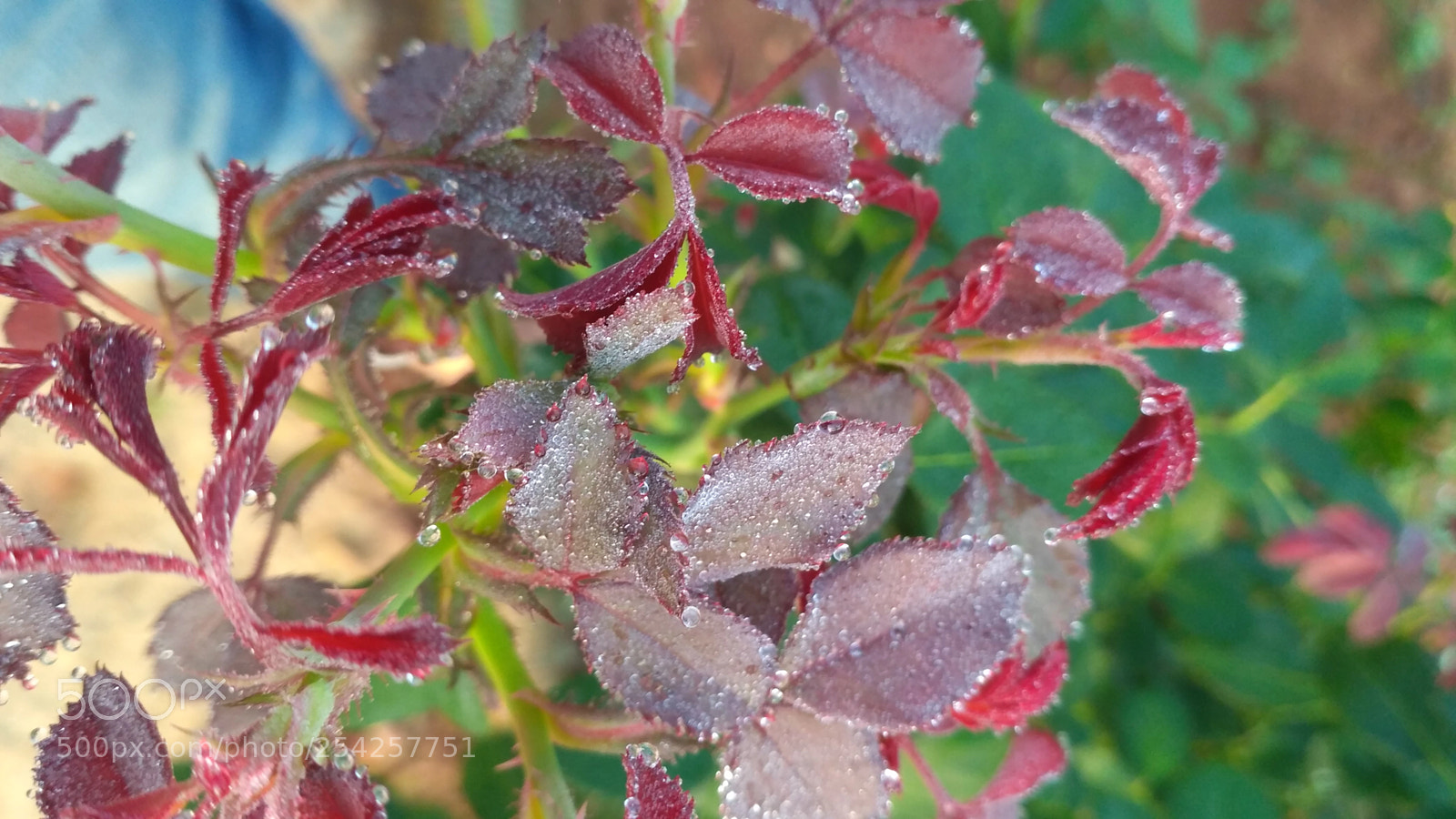 Xiaomi Redmi 3S sample photo. Img_20180114_072845.jpg photography