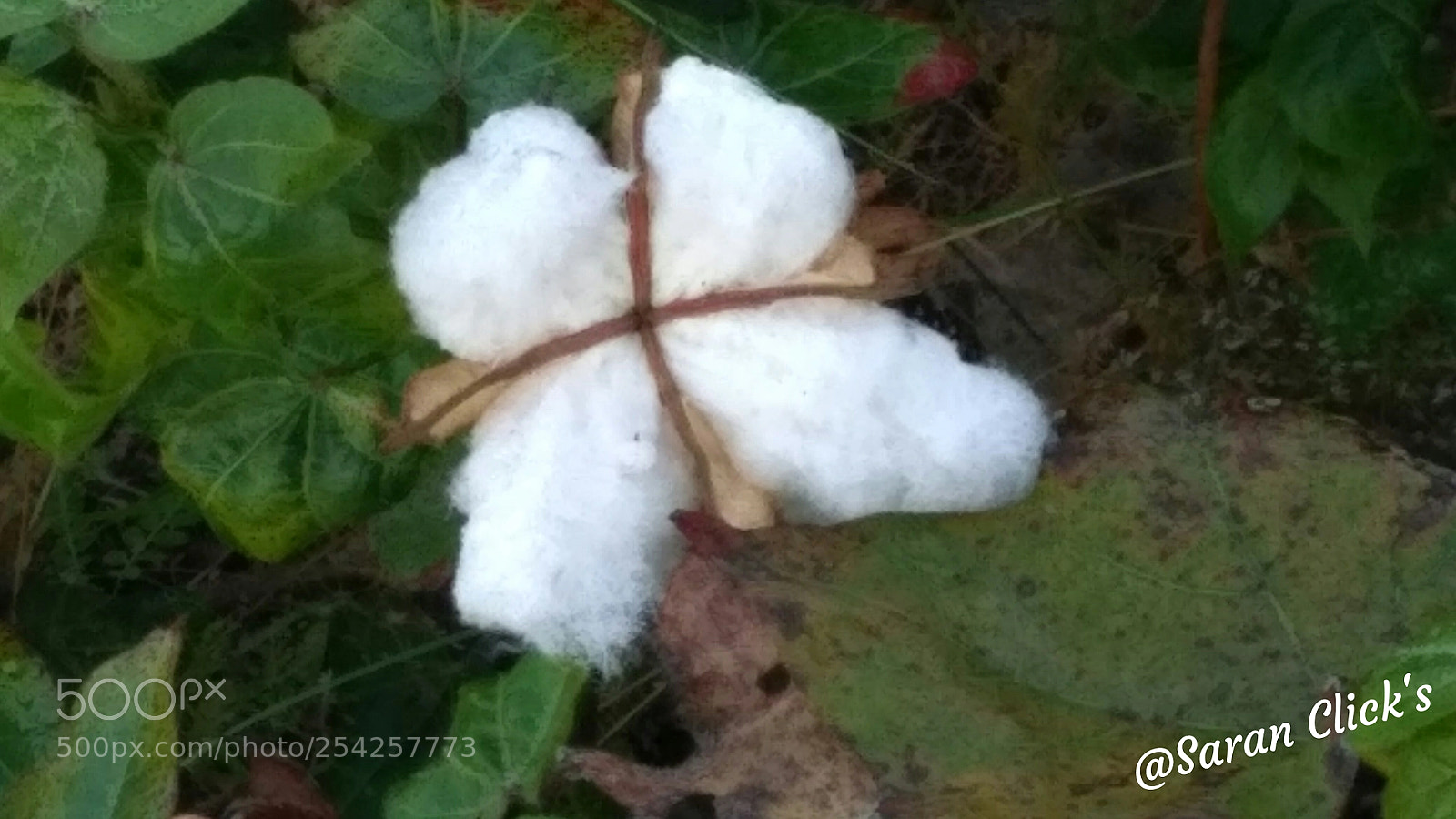 Xiaomi Redmi 3S sample photo. Img_20180114_093323.jpg photography