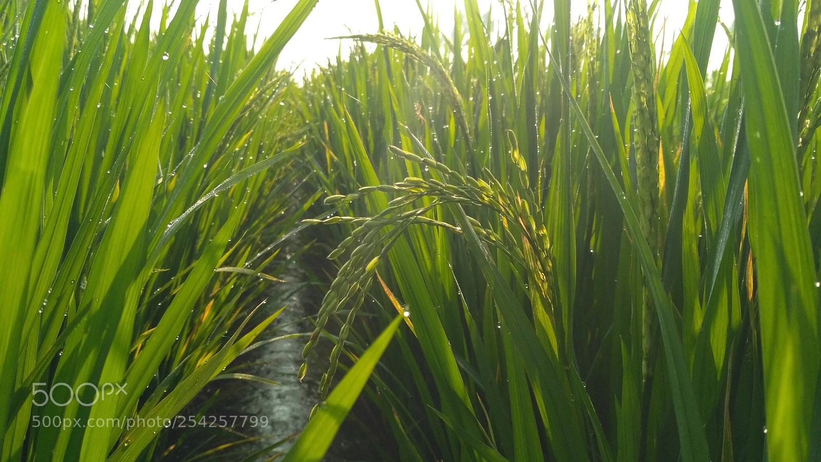 Xiaomi Redmi 3S sample photo. Img_20180115_083646.jpg photography