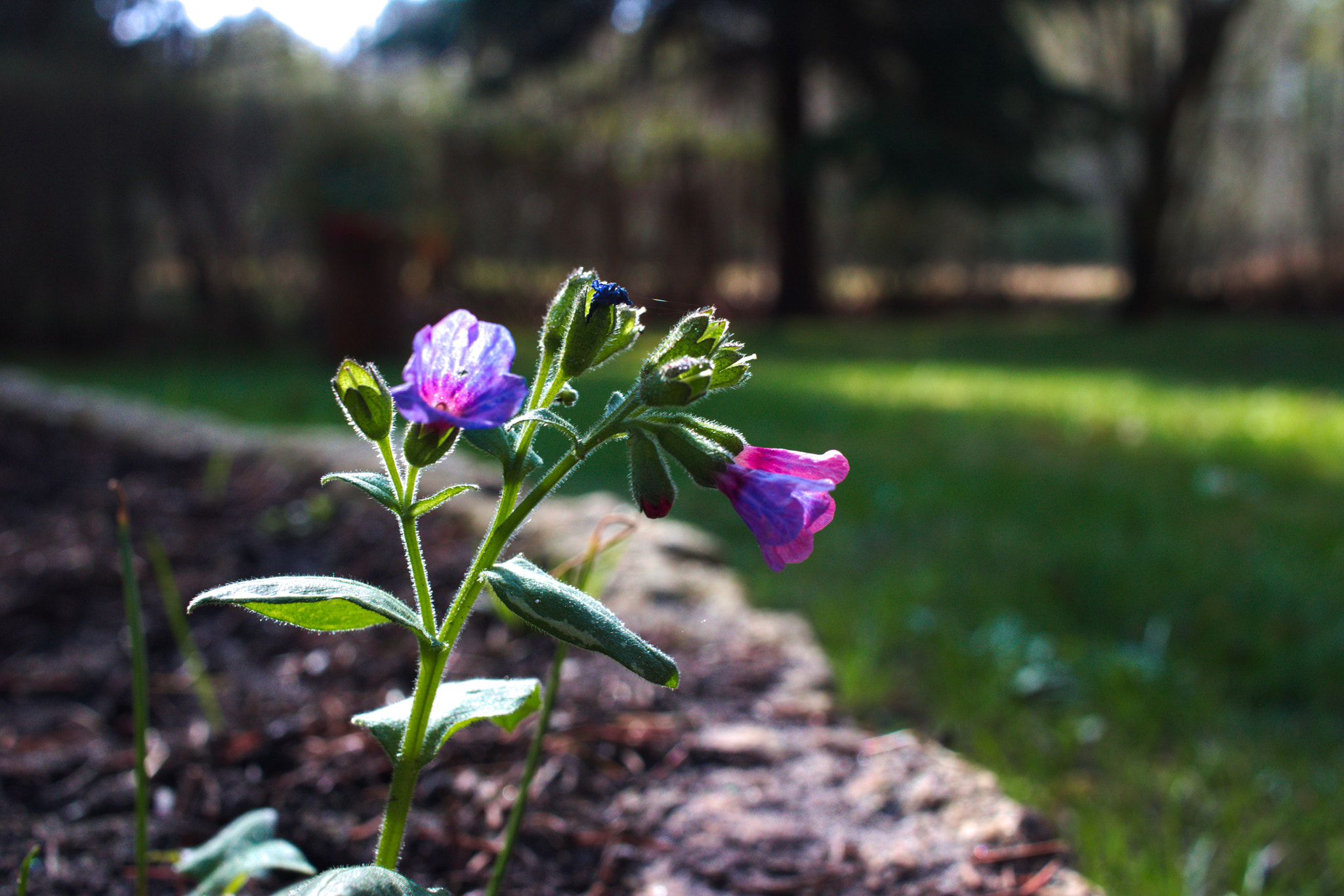 Canon EF-S 24mm F2.8 STM sample photo