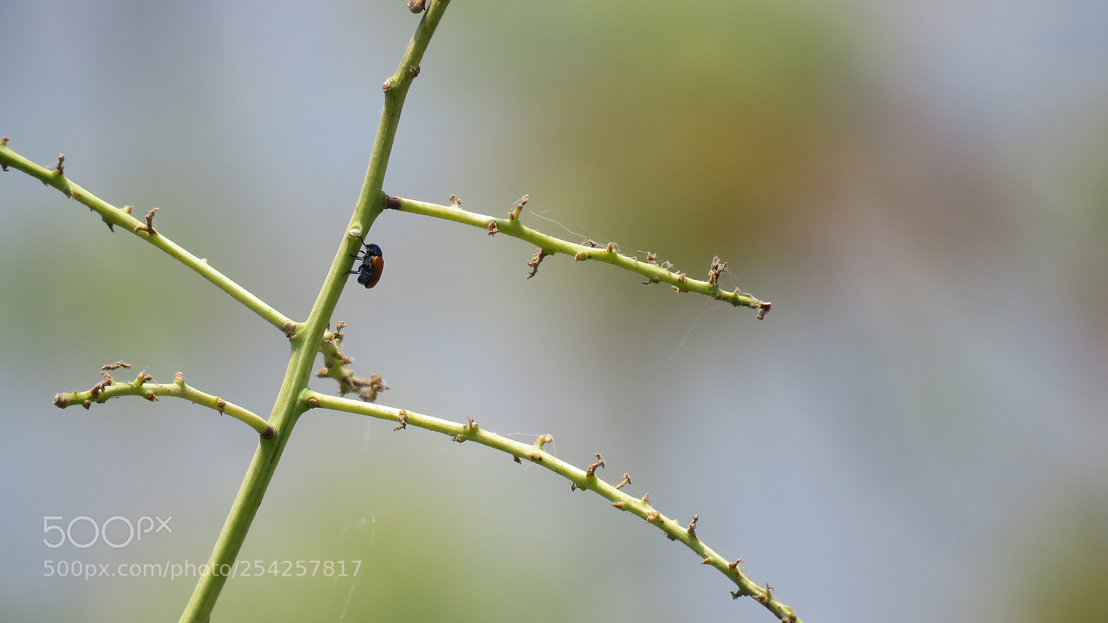 Canon PowerShot SX60 HS sample photo. Insect photography photography