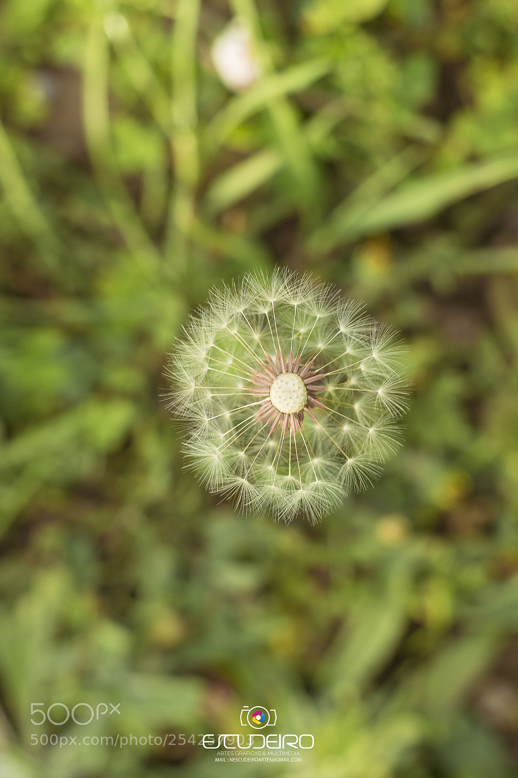 Canon EOS 100D (EOS Rebel SL1 / EOS Kiss X7) sample photo. Sping photography