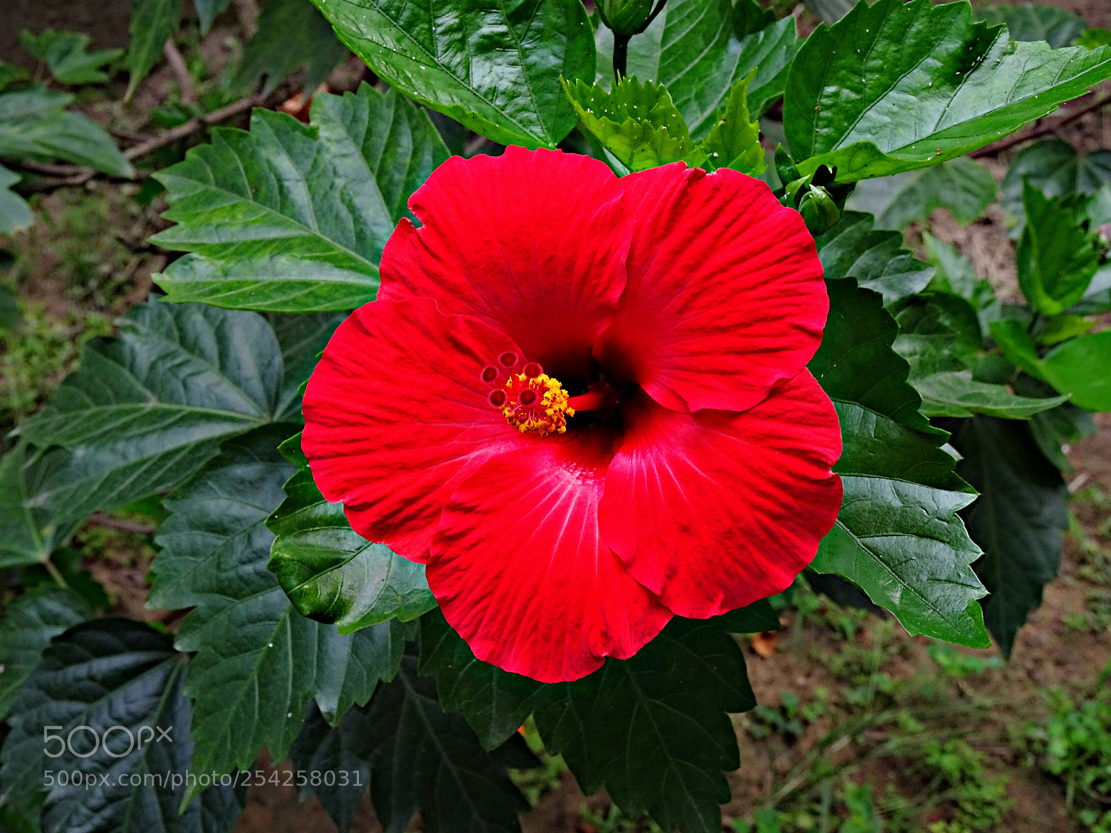 Sony Cyber-shot DSC-HX90V sample photo. Red hibiscus photography