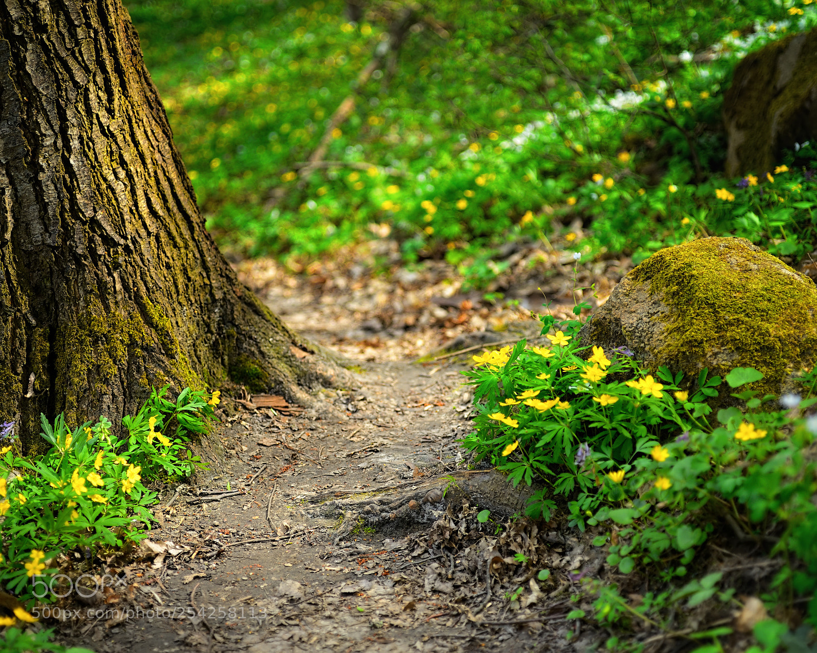 Nikon D800E sample photo. Spring forest photography