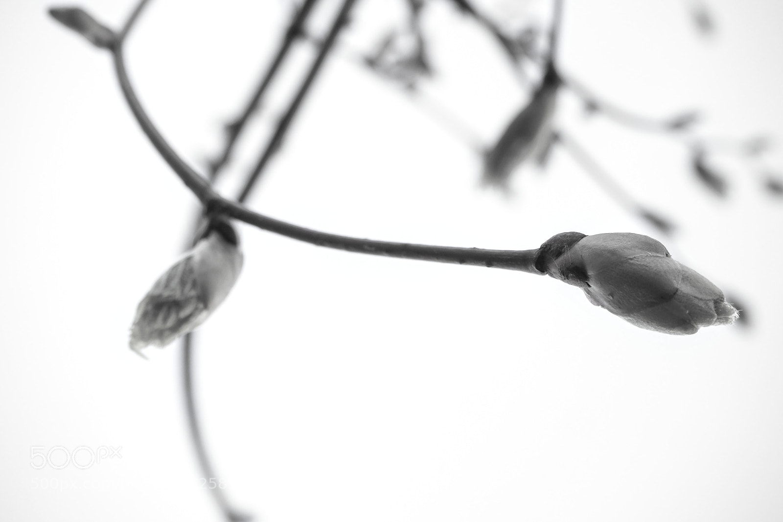 Olympus OM-D E-M10 II sample photo. Awakening spring photography