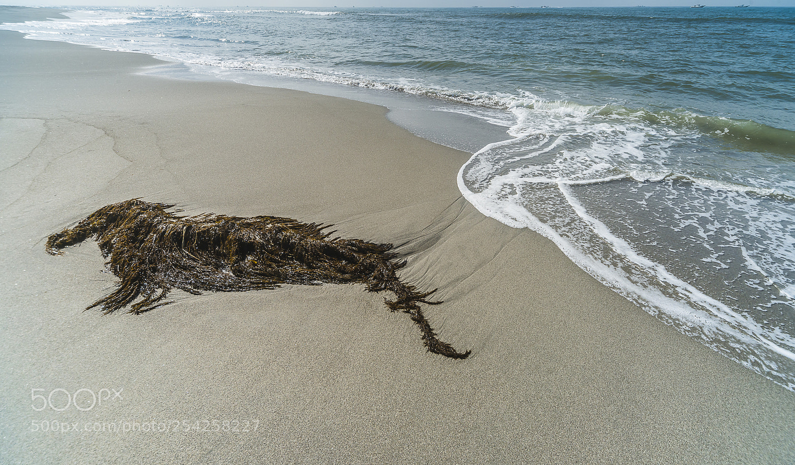 Nikon D800 sample photo. Dog made of seaweed photography