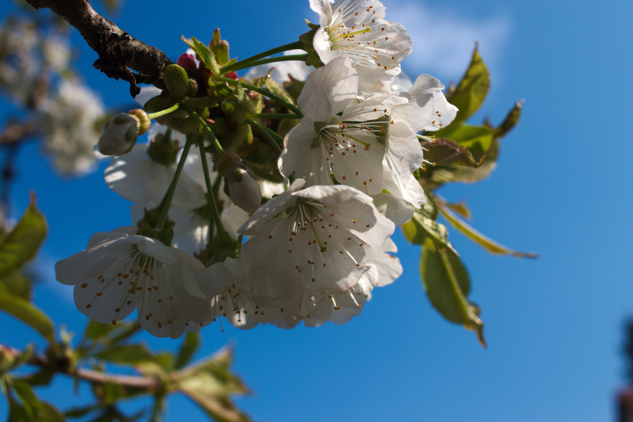 Canon EF-S 24mm F2.8 STM sample photo