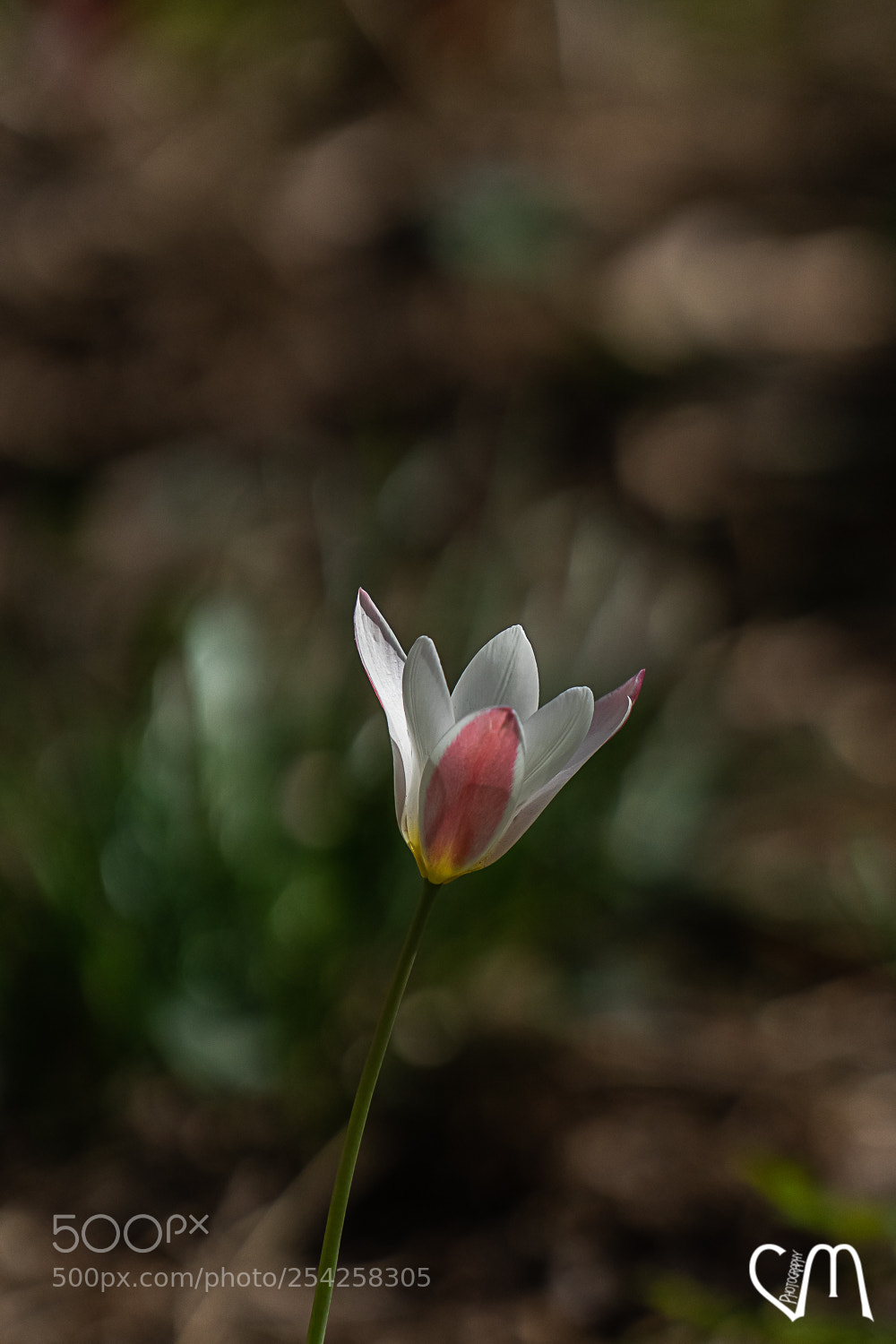 Sony a7 II sample photo. Bokeh tulipe photography