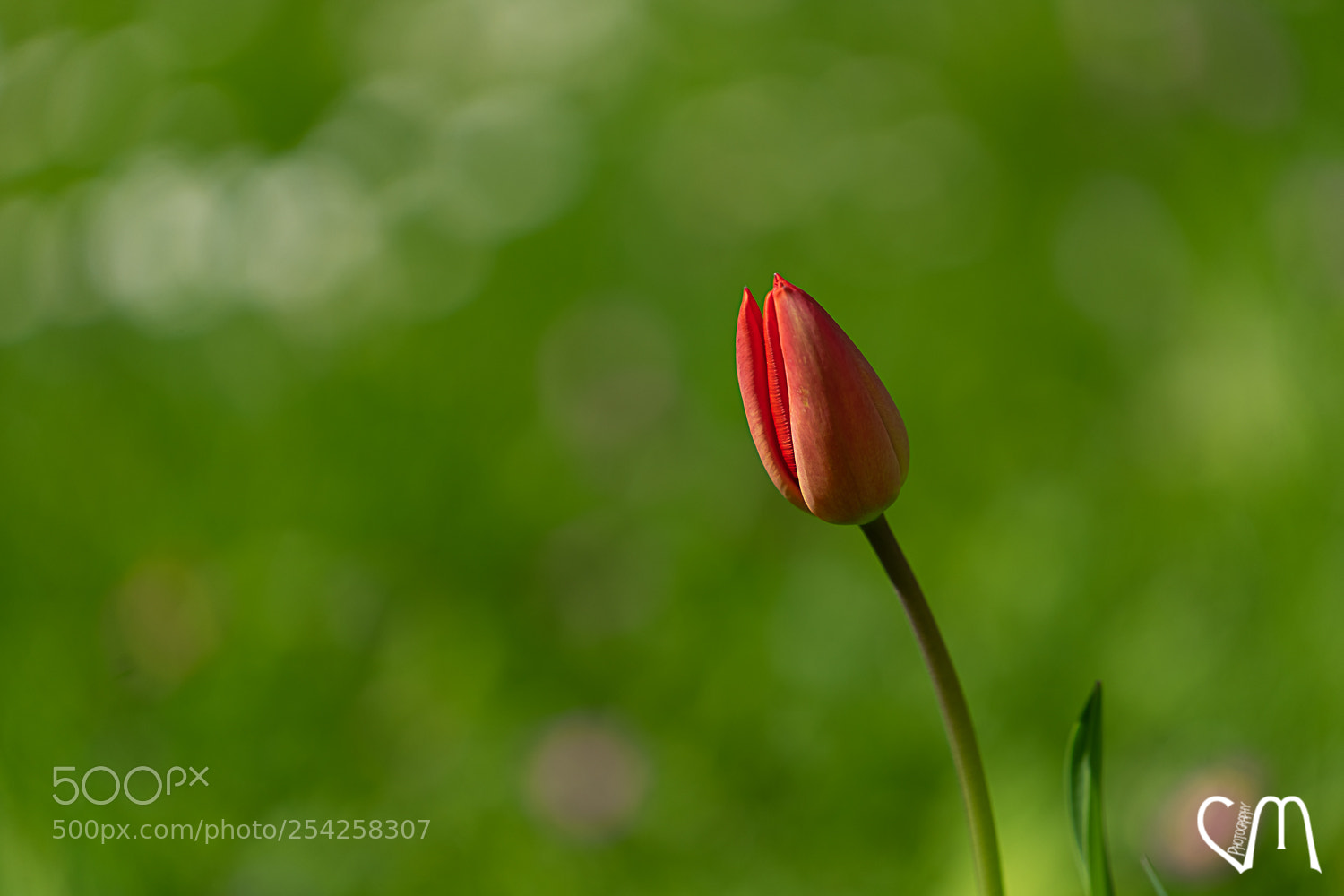 Sony a7 II sample photo. Bokeh tulipe photography