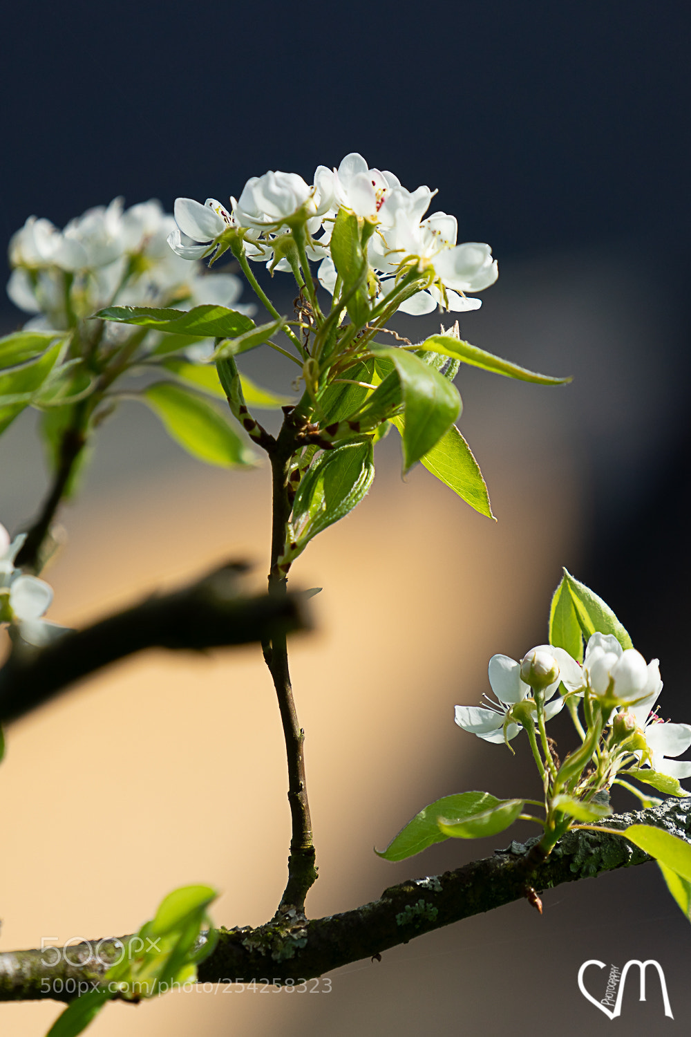 Sony a7 II sample photo. Bokeh poirier photography