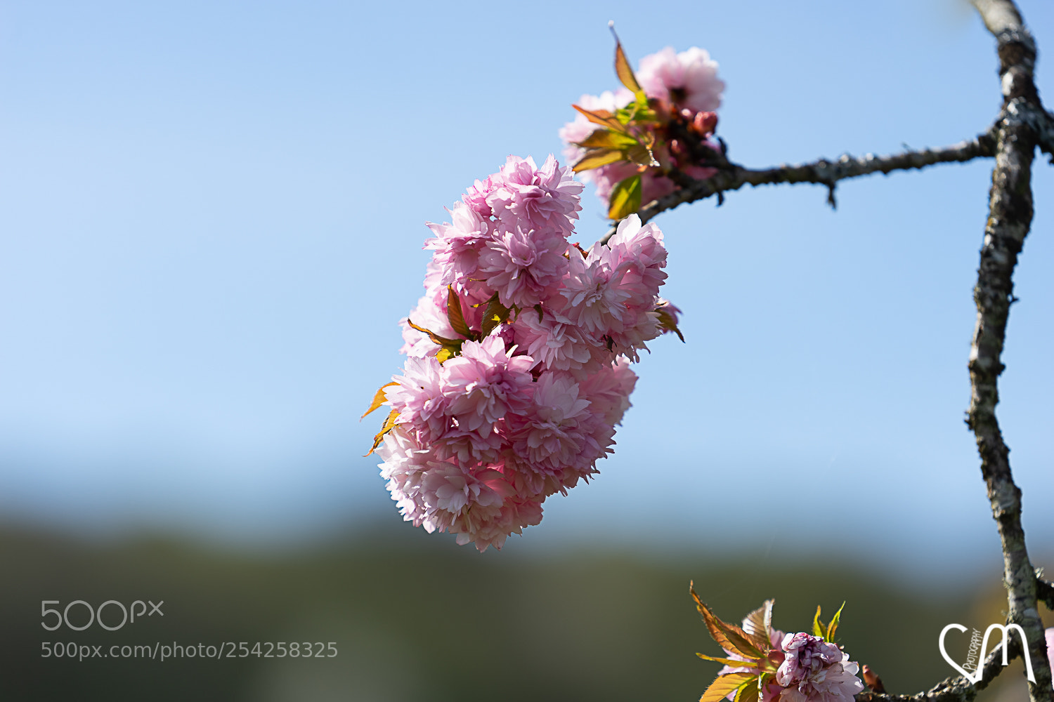 Sony a7 II sample photo. Bokeh cerisier fleurs photography
