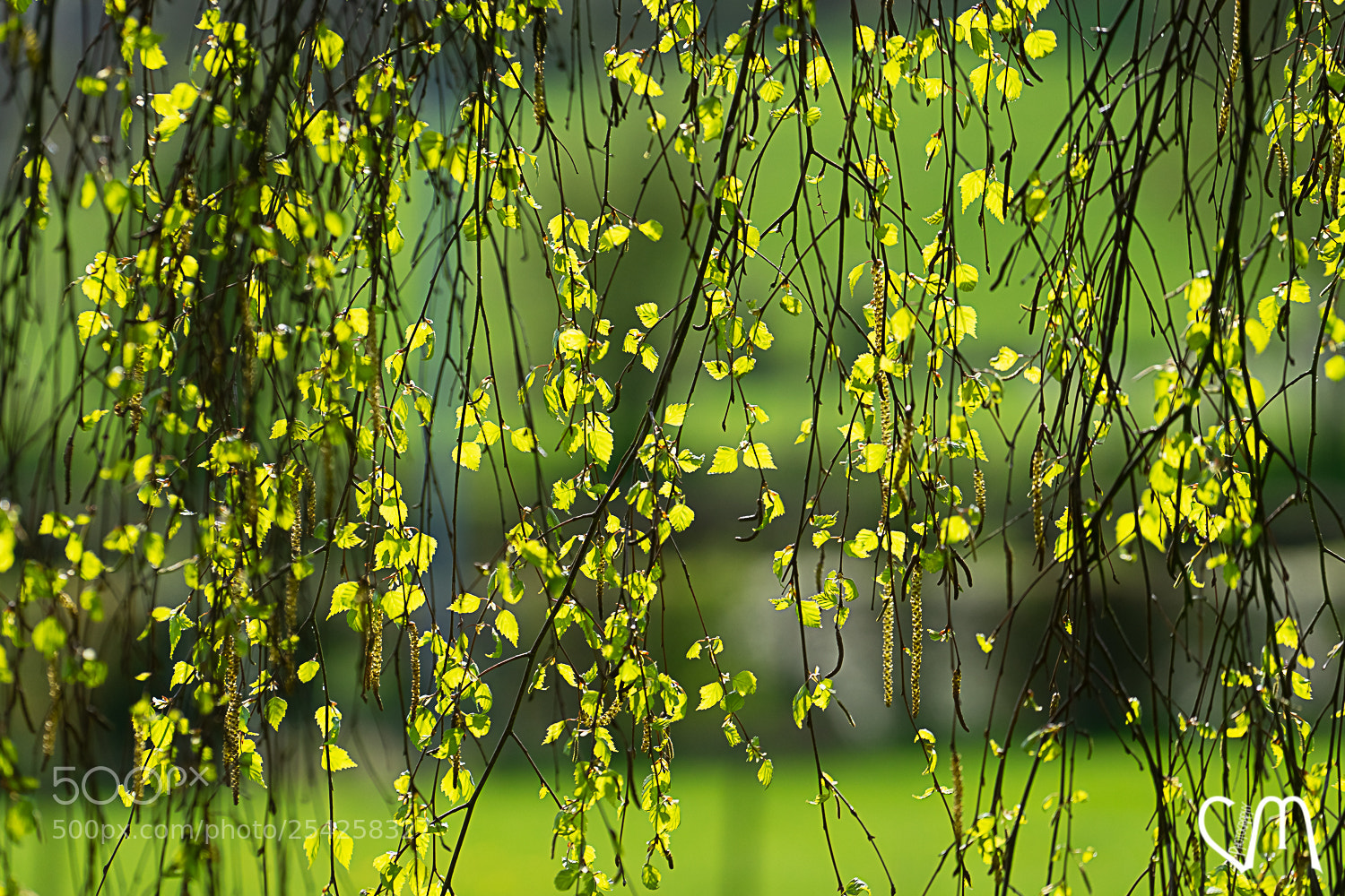 Sony a7 II sample photo. Bokeh bouleau pleureur photography