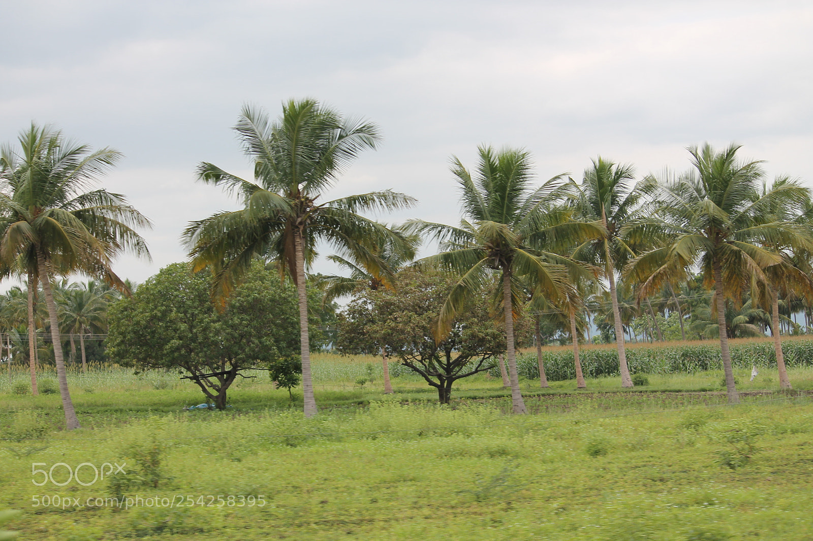 Canon EF-S 55-250mm F4-5.6 IS II sample photo. Img photography