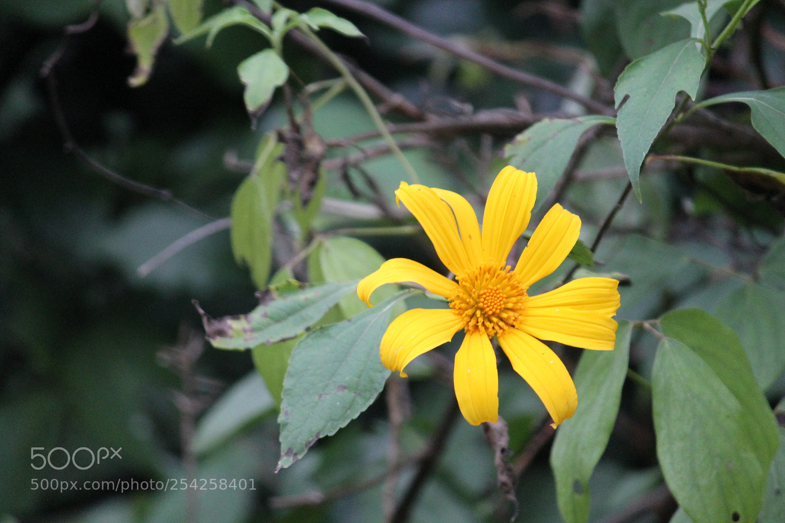 Canon EF-S 55-250mm F4-5.6 IS II sample photo. Img photography