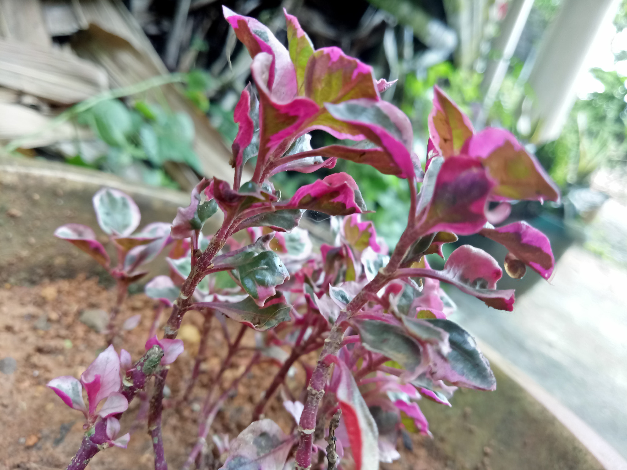 OPPO A1601 sample photo