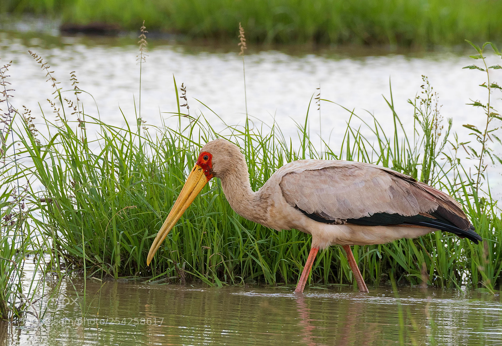 Nikon D500 sample photo. Yellow-billed stork photography