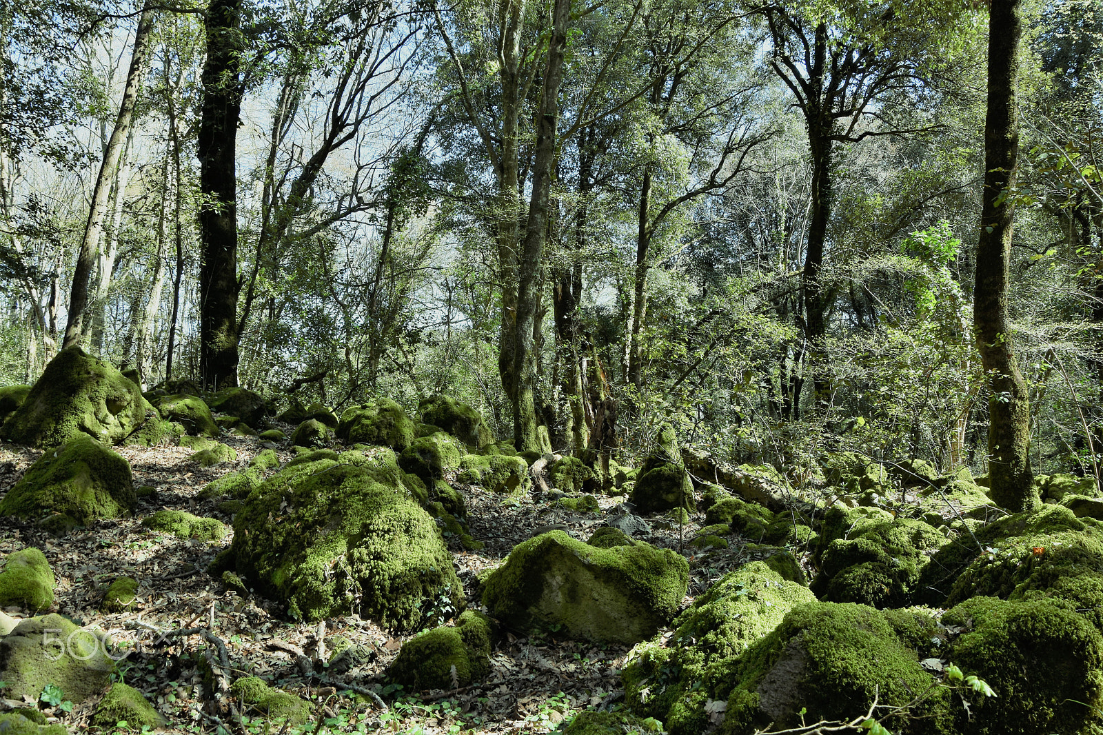 Nikon D5500 sample photo. Villages and woods photography