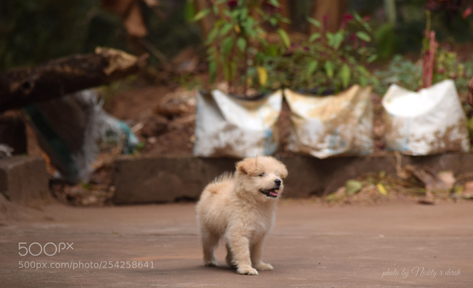 Nikon D3300 sample photo. Puppy love photography