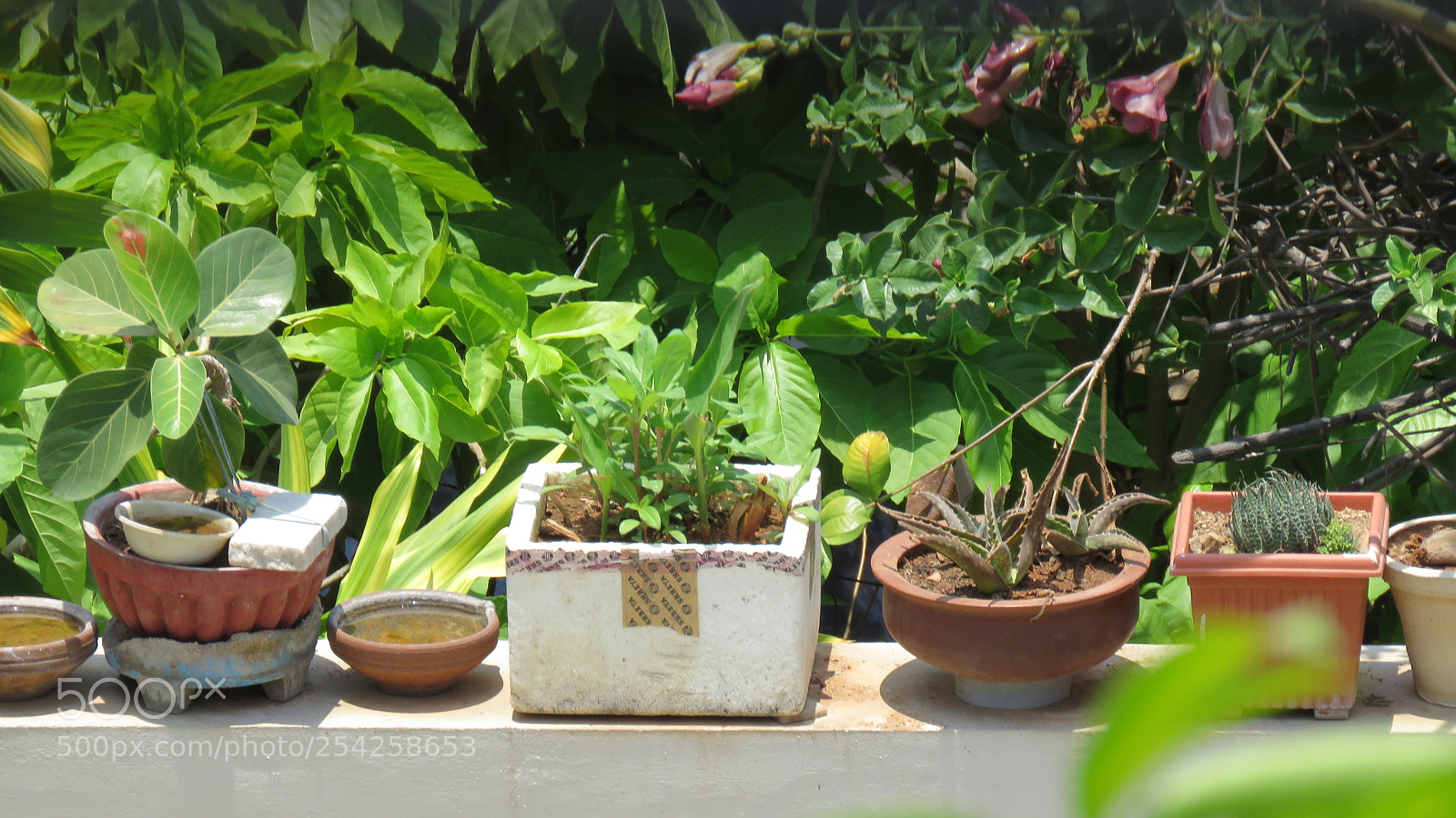 Canon PowerShot SX60 HS sample photo. Flower pots on a photography