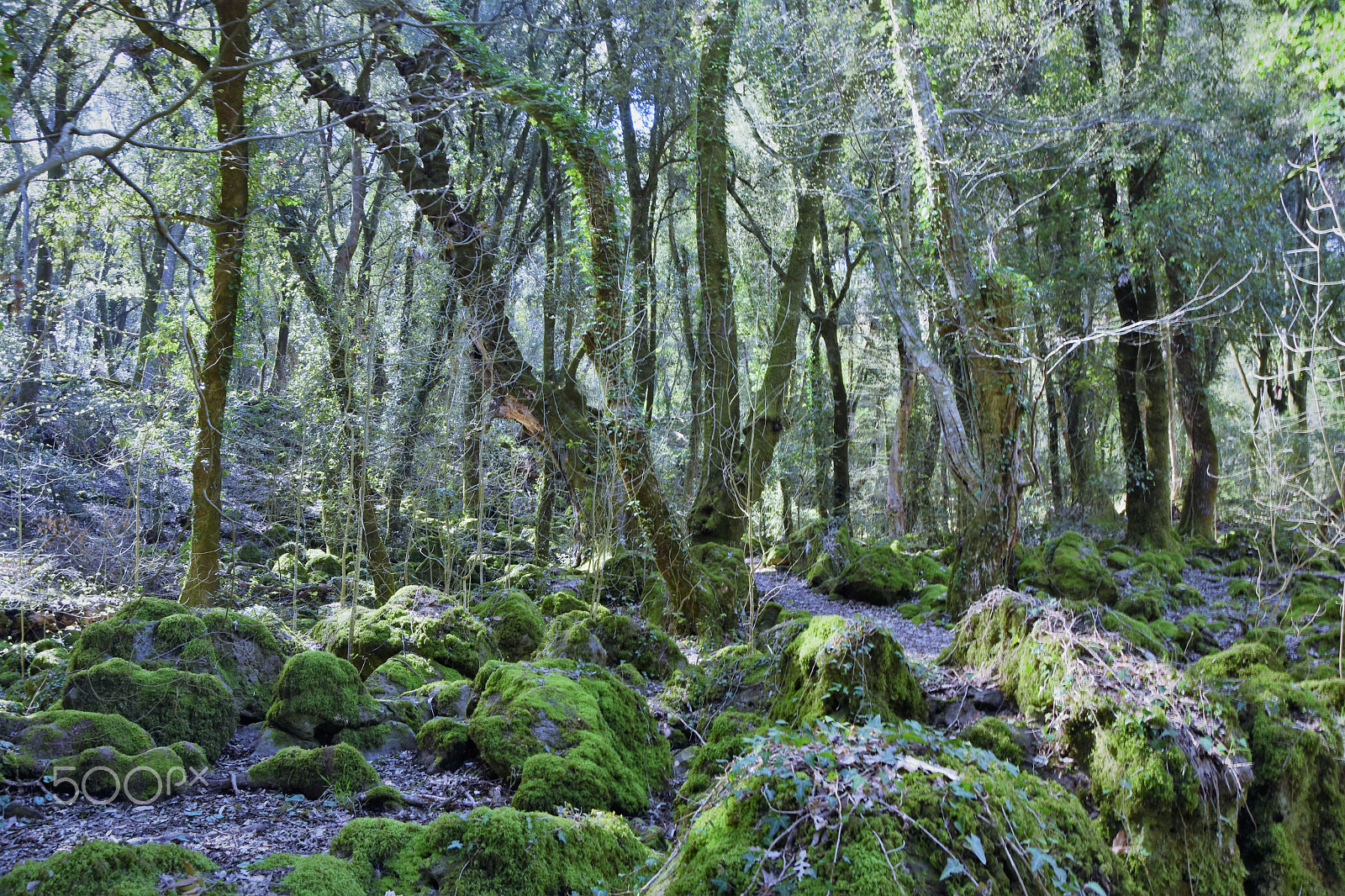 Nikon D5500 sample photo. Villages and woods photography
