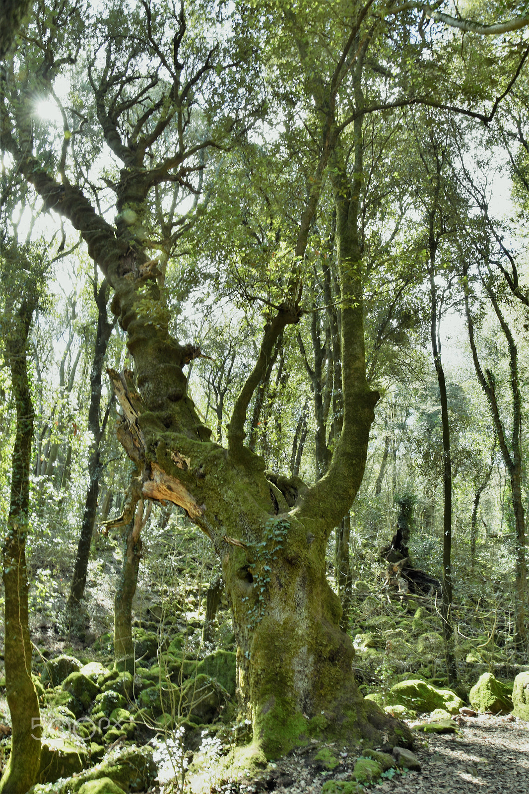 Nikon D5500 sample photo. Villages and woods photography